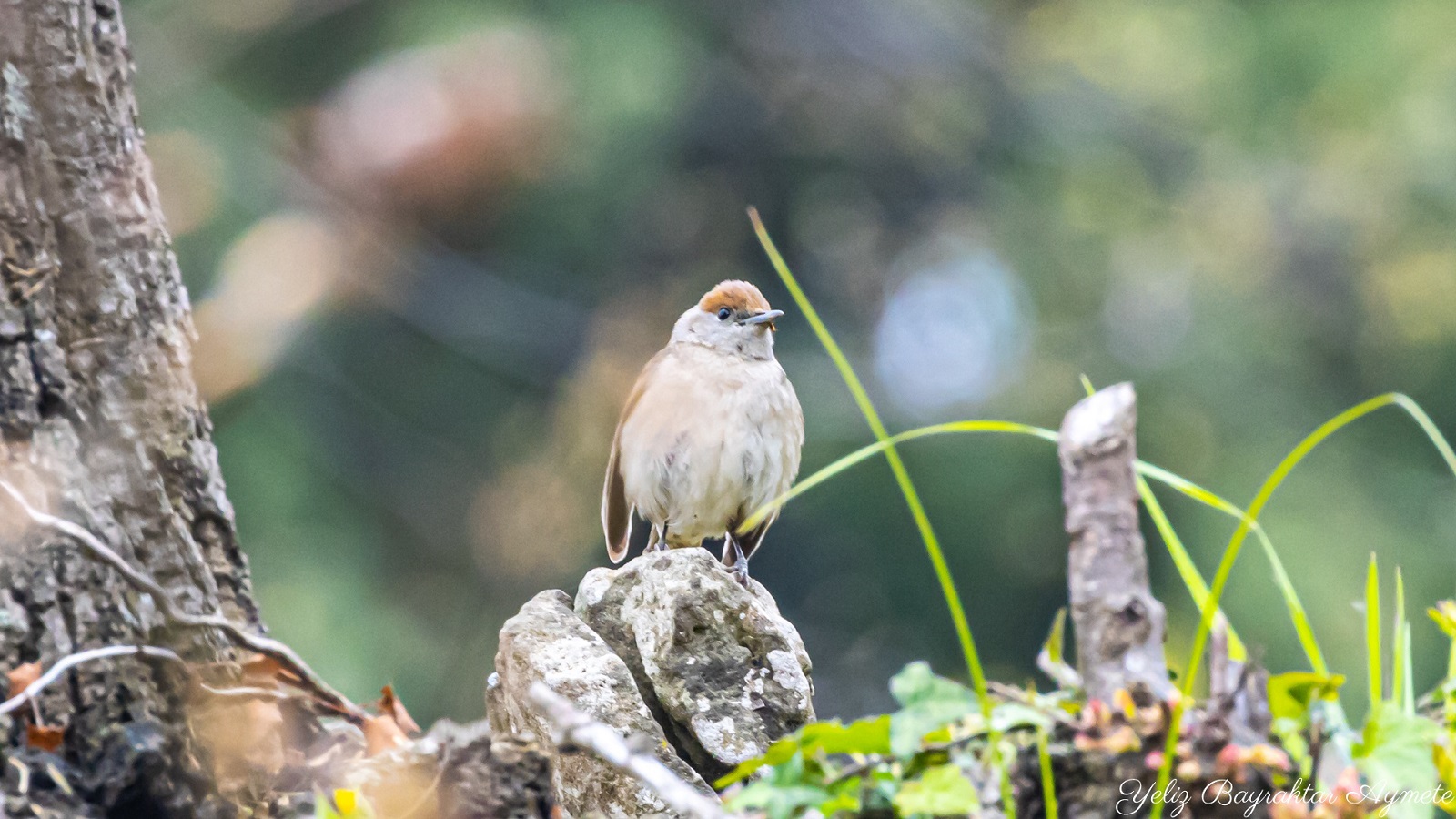 Karabaşlı ötleğen