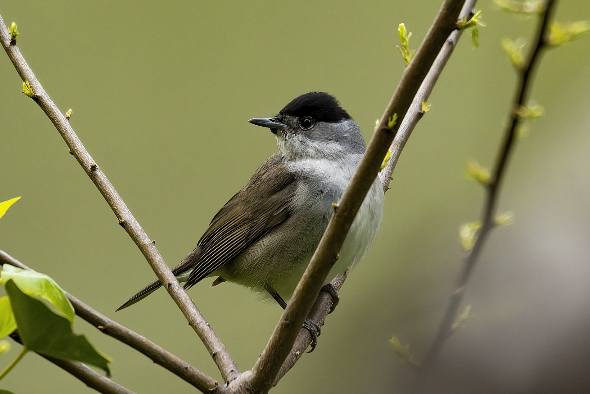 Karabaşlı ötleğen