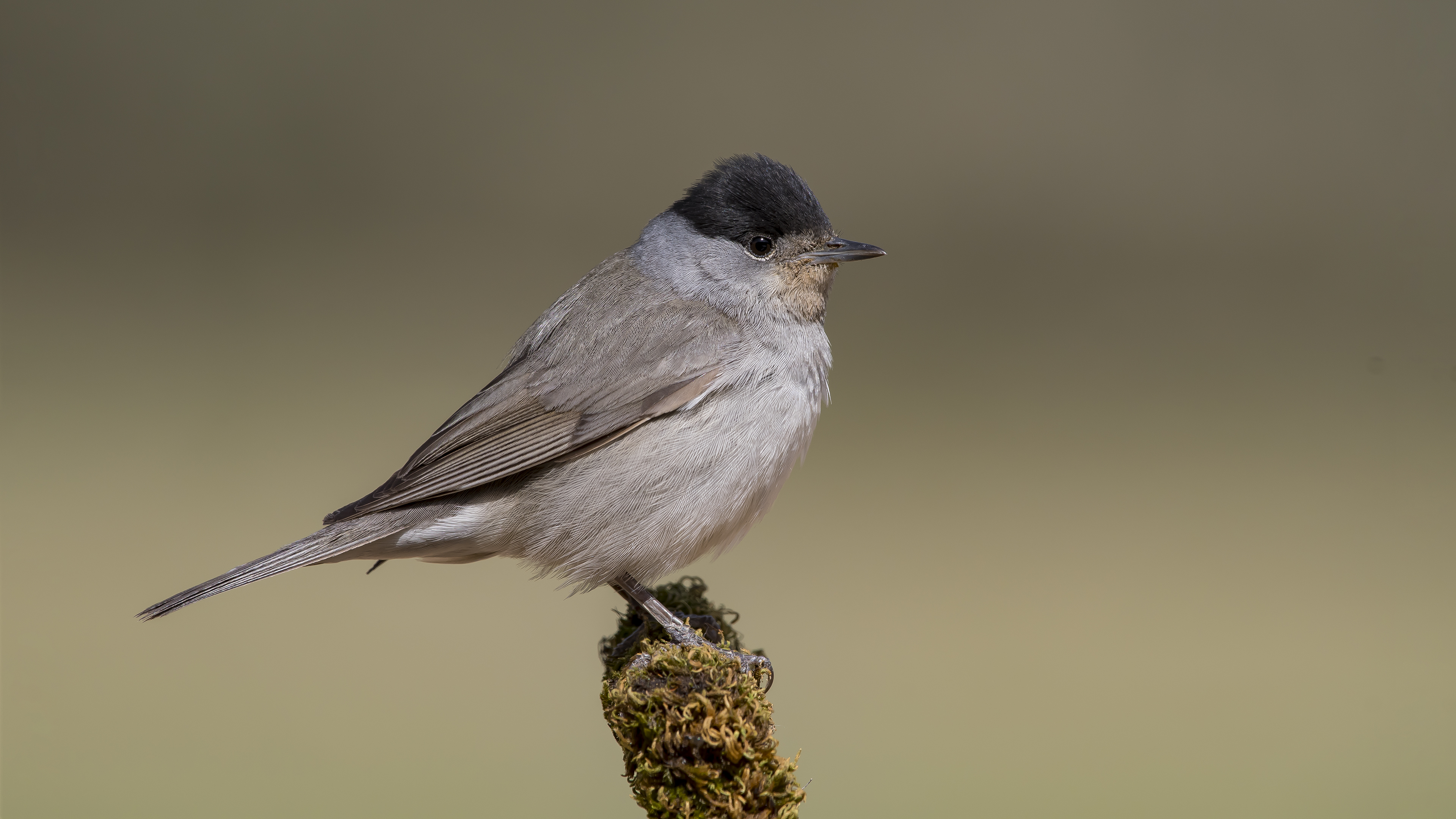 Karabaşlı ötleğen