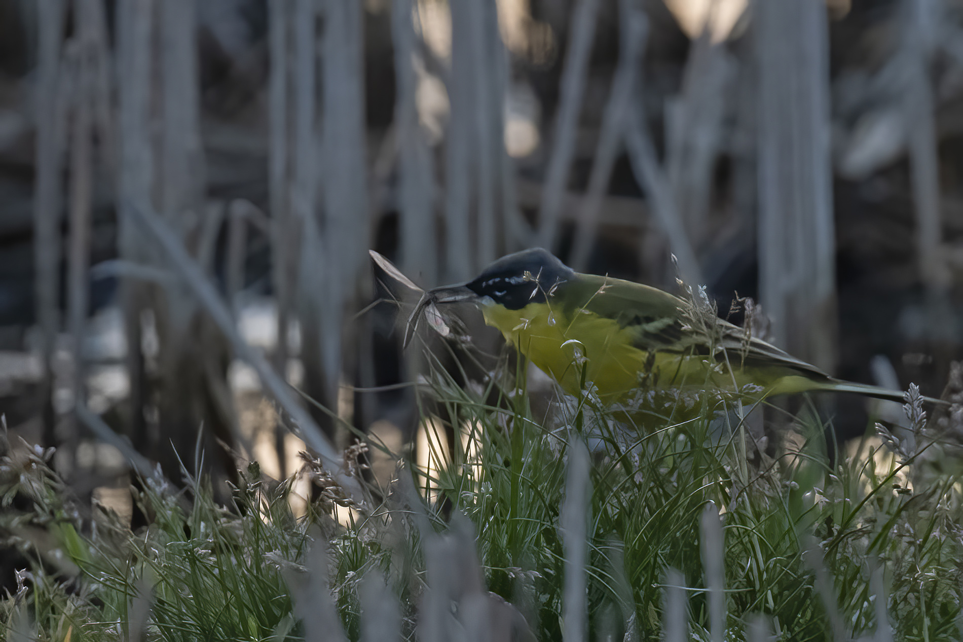 Sarı kuyruksallayan