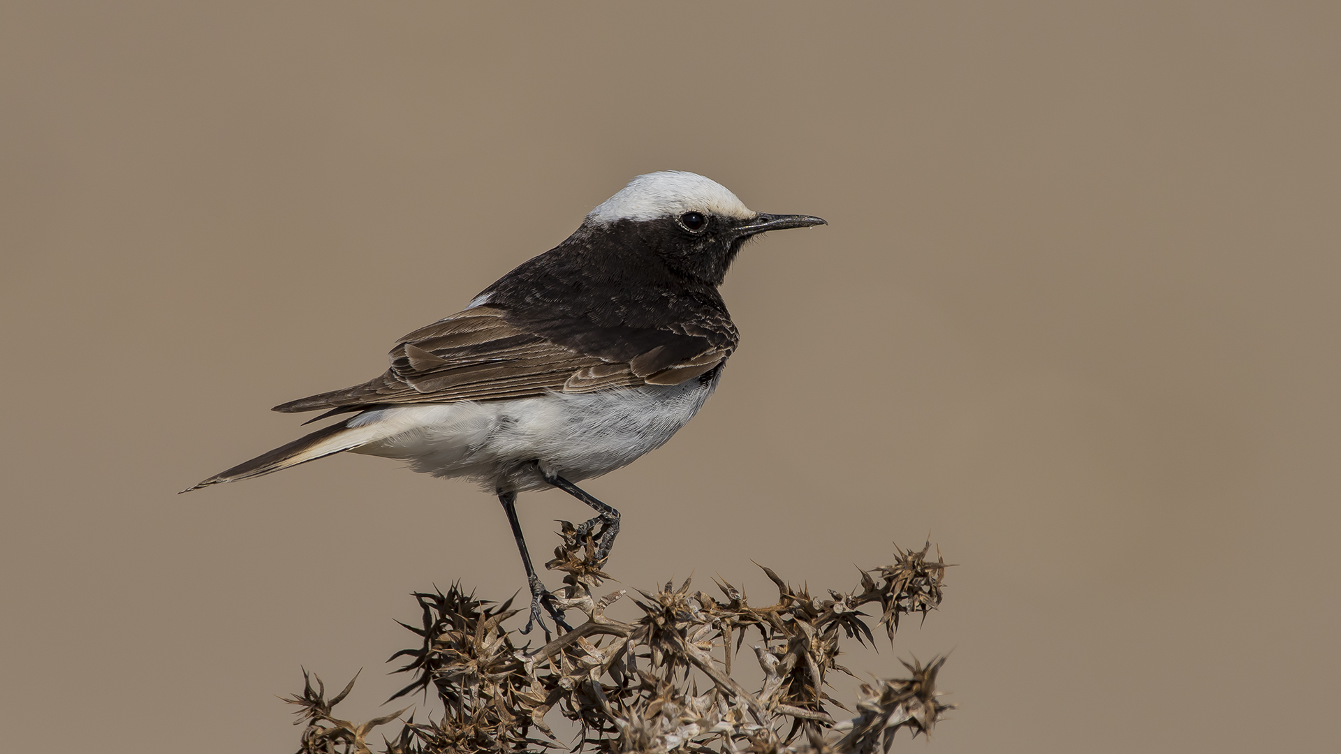Keşiş kuyrukkakanı