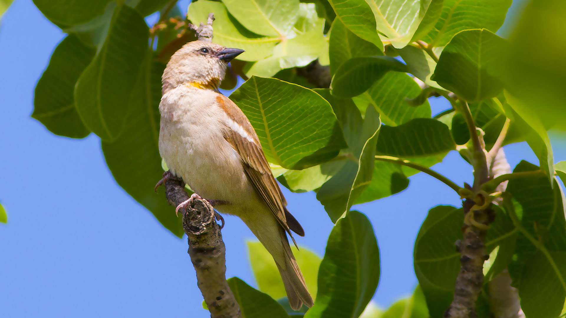 Sarıboğazlı serçe