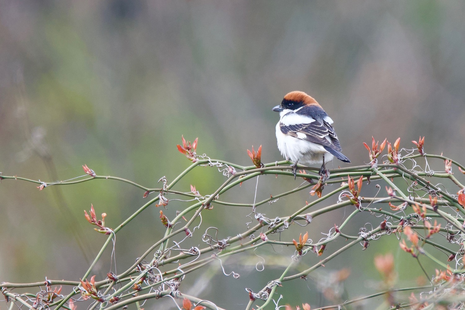 Kızılbaşlı örümcekkuşu