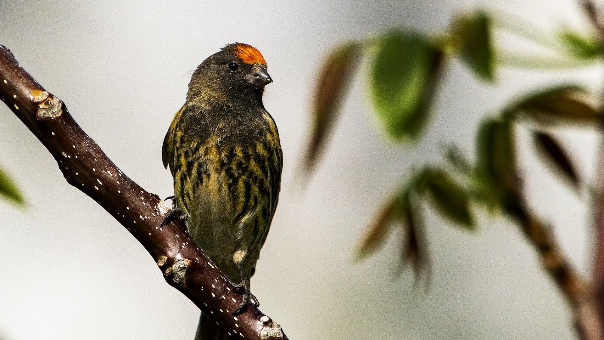 Kara iskete » Red-fronted Serin » Serinus pusillus