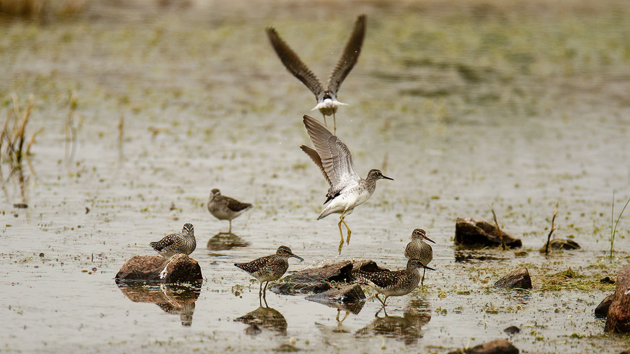 Orman düdükçünü