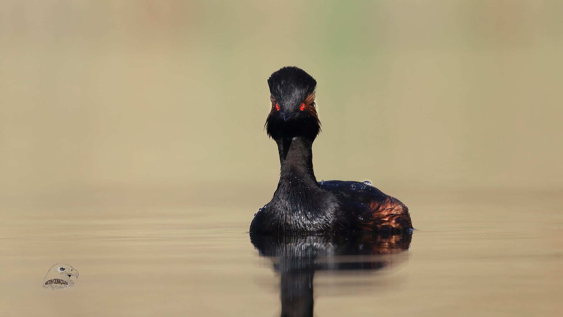 Karaboyunlu batağan