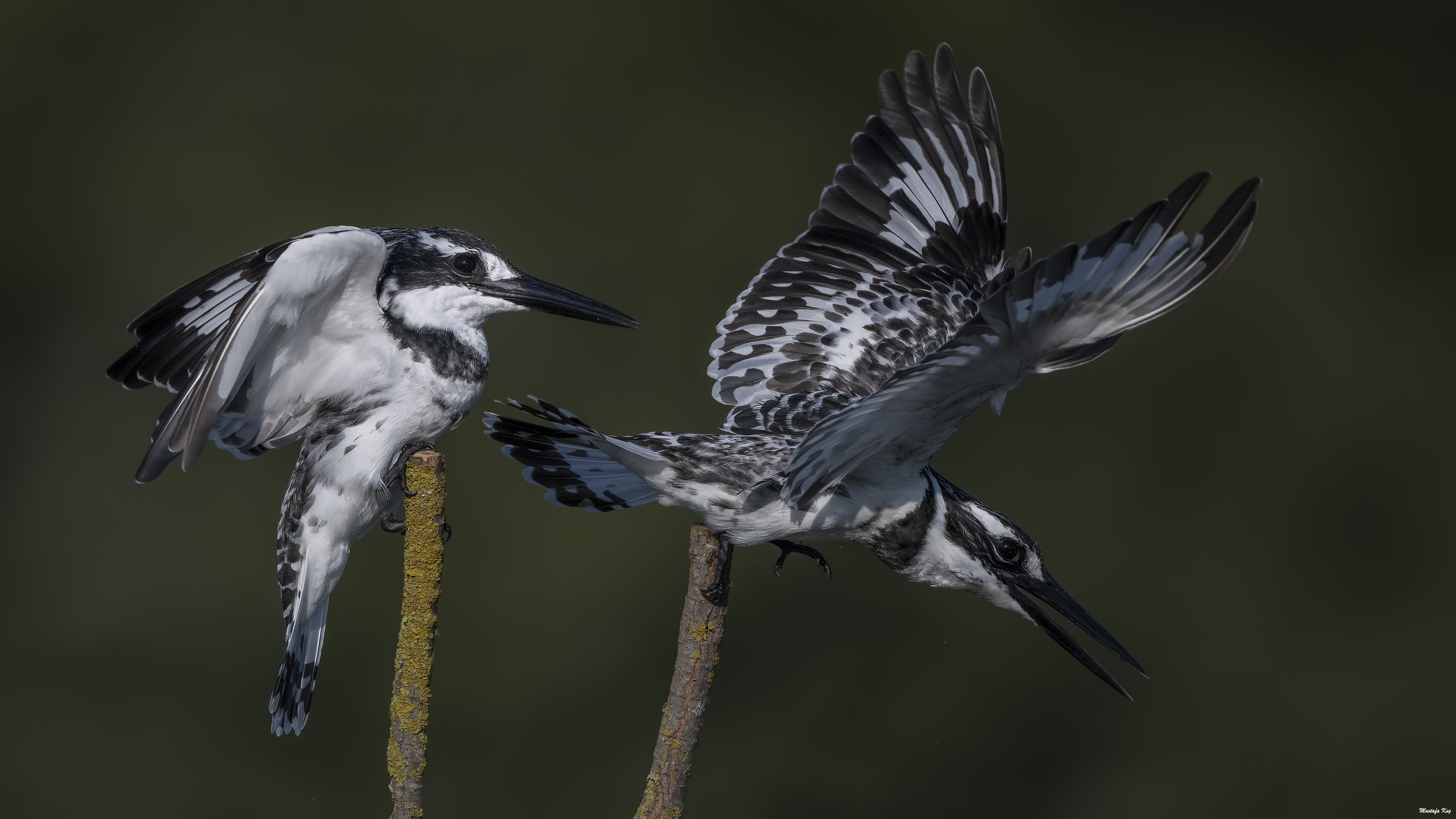 Alaca yalıçapkını