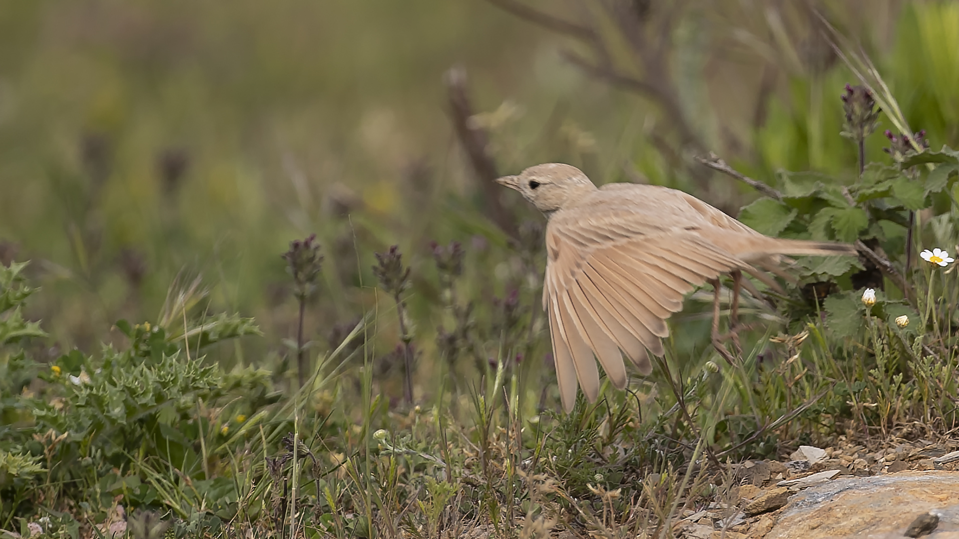 Küçük çöl toygarı