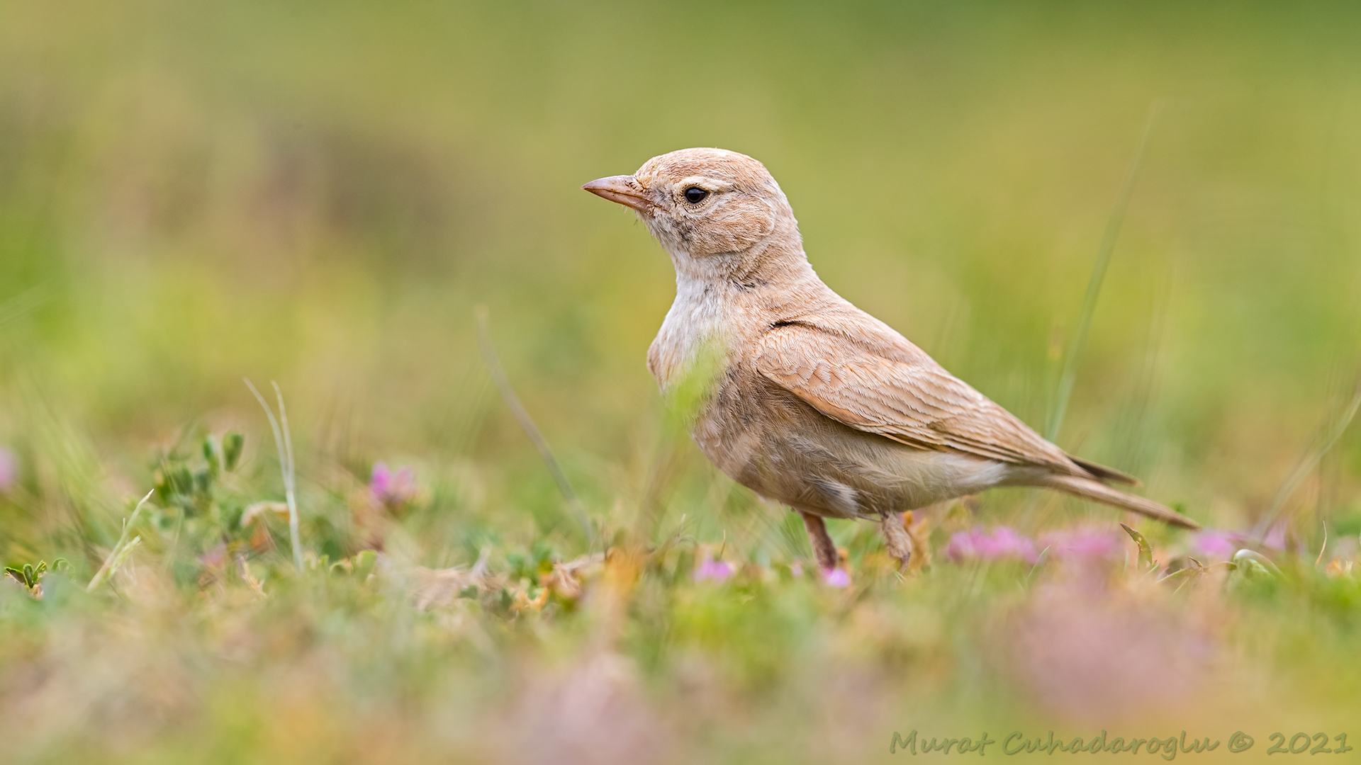 Küçük çöl toygarı
