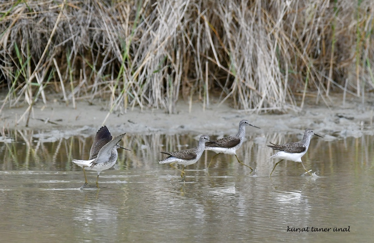 Bataklık düdükçünü