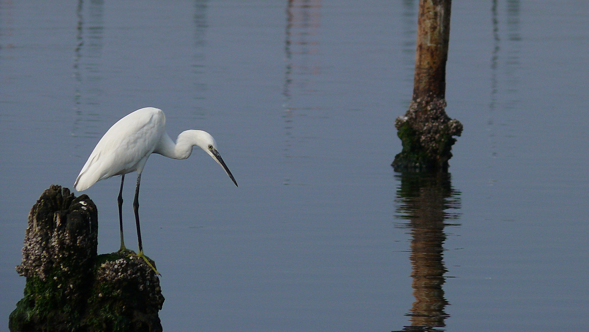Küçük ak balıkçıl