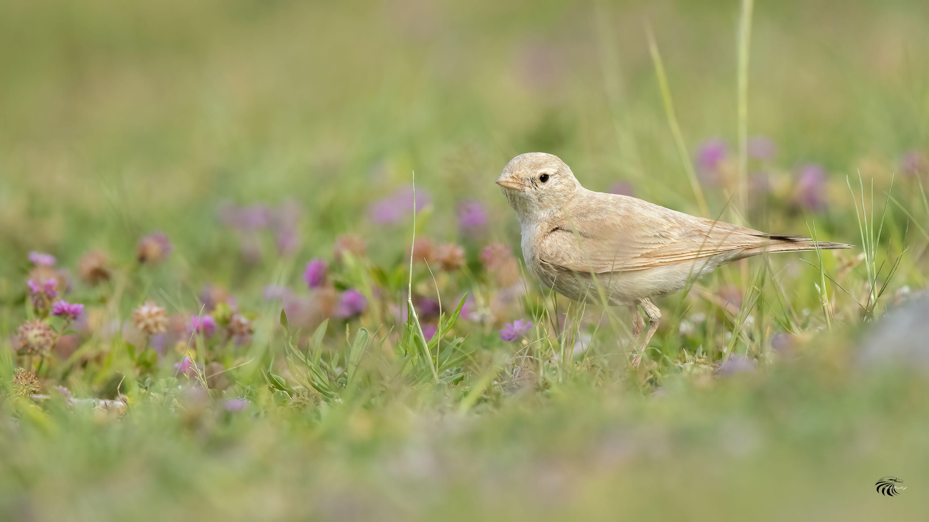 Küçük çöl toygarı