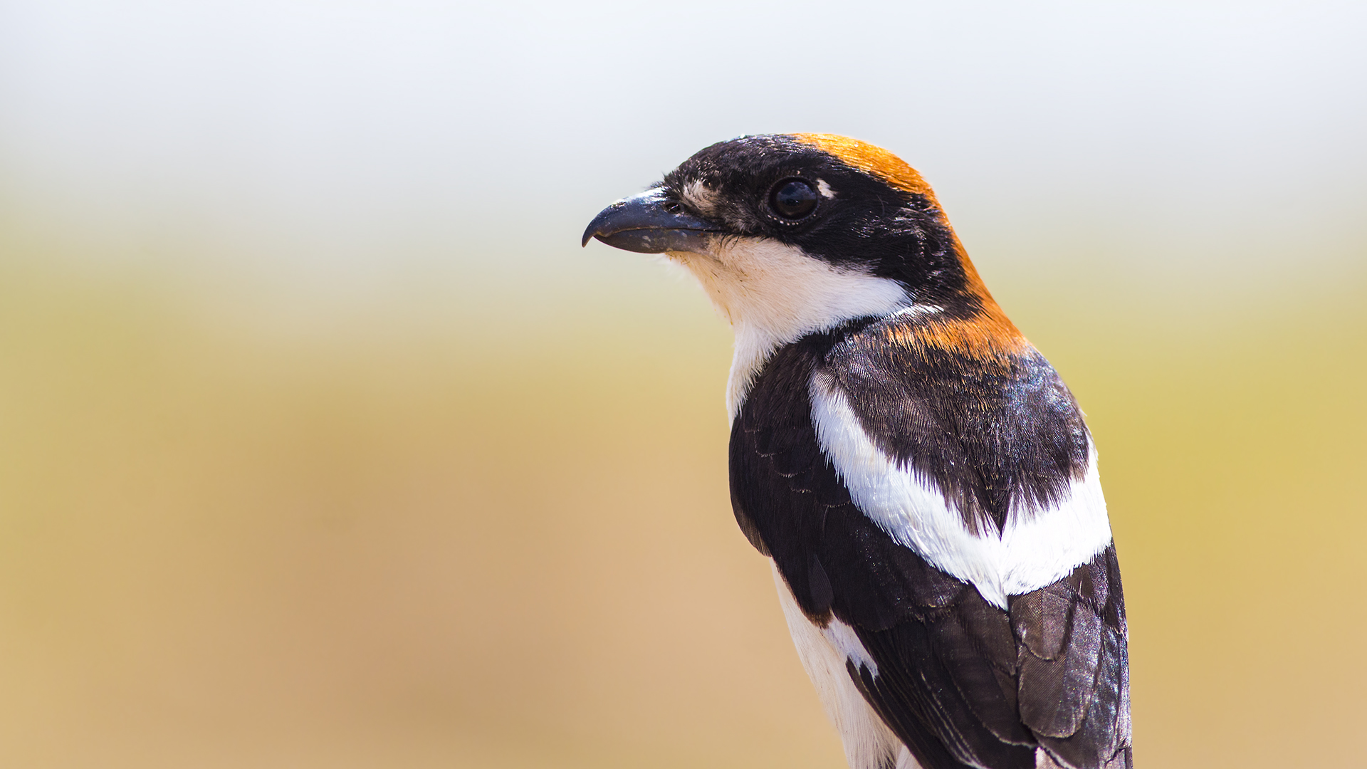 Kızılbaşlı örümcekkuşu