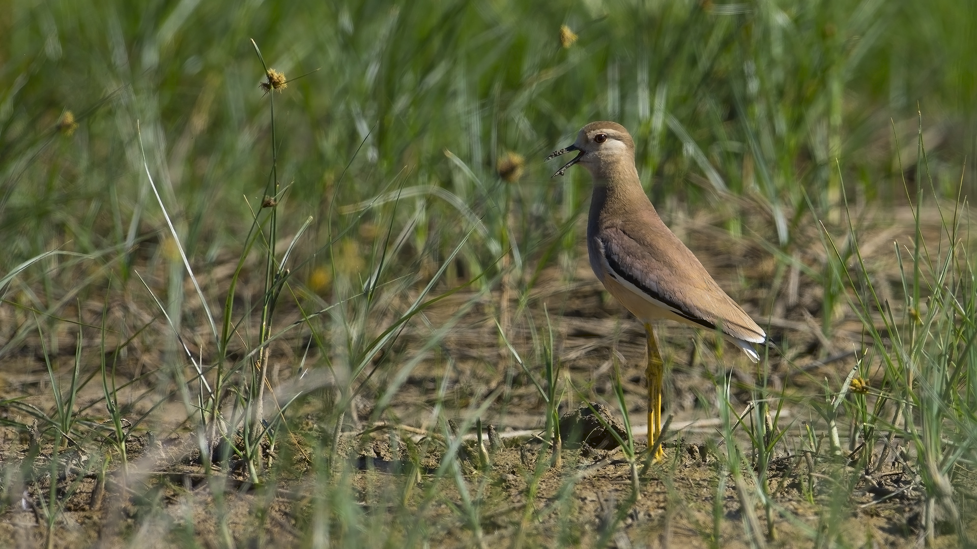 Akkuyruklu kızkuşu