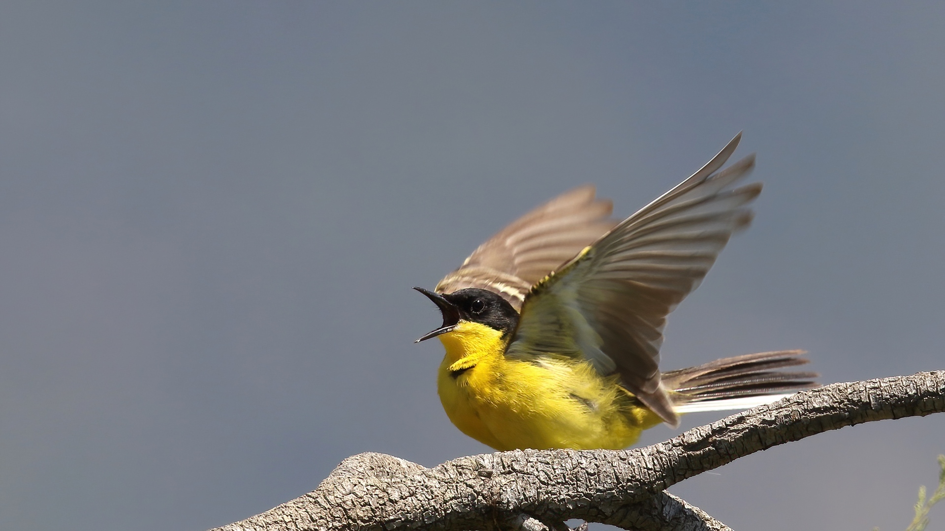 Sarı kuyruksallayan