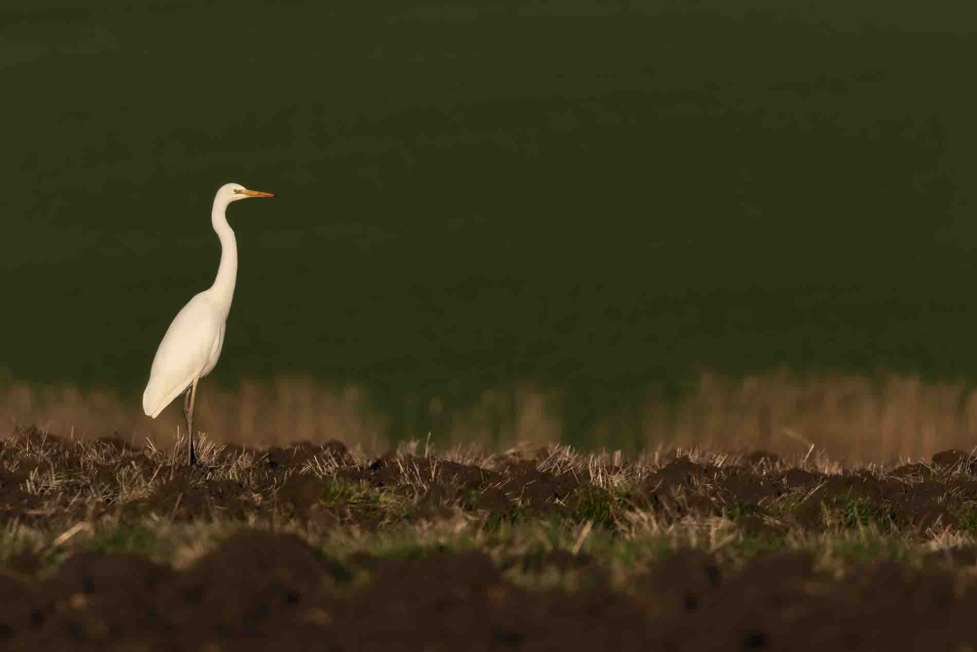 Büyük ak balıkçıl