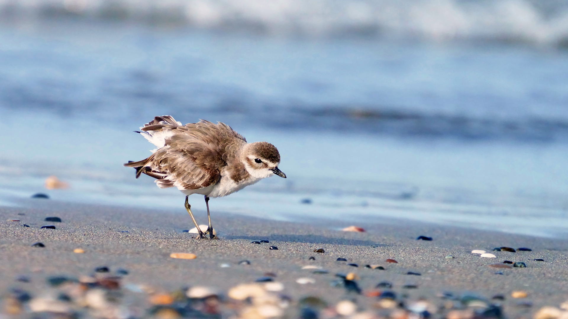 Moğol cılıbıtı » Lesser Sand Plover » Charadrius mongolus