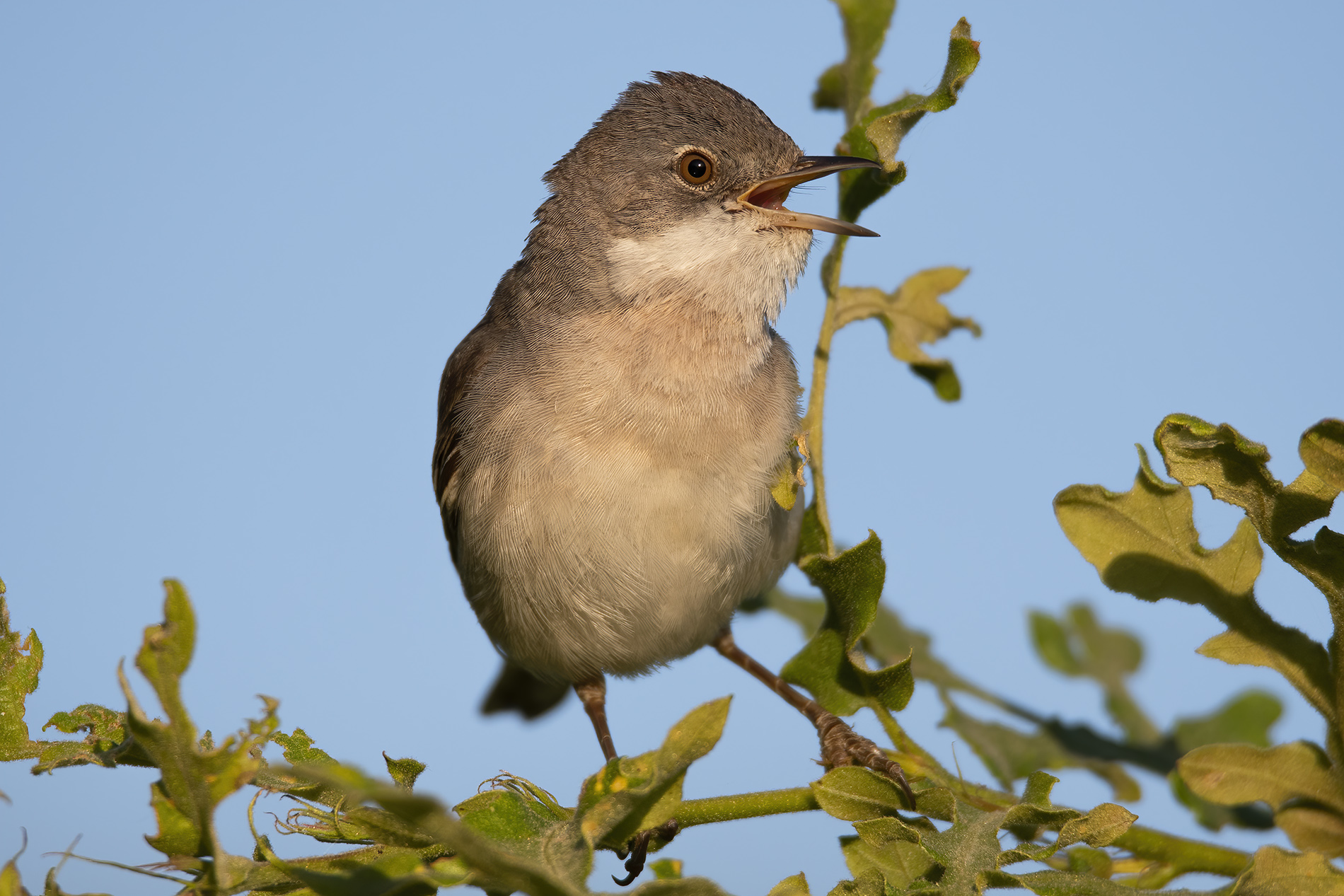 Akgerdanlı ötleğen