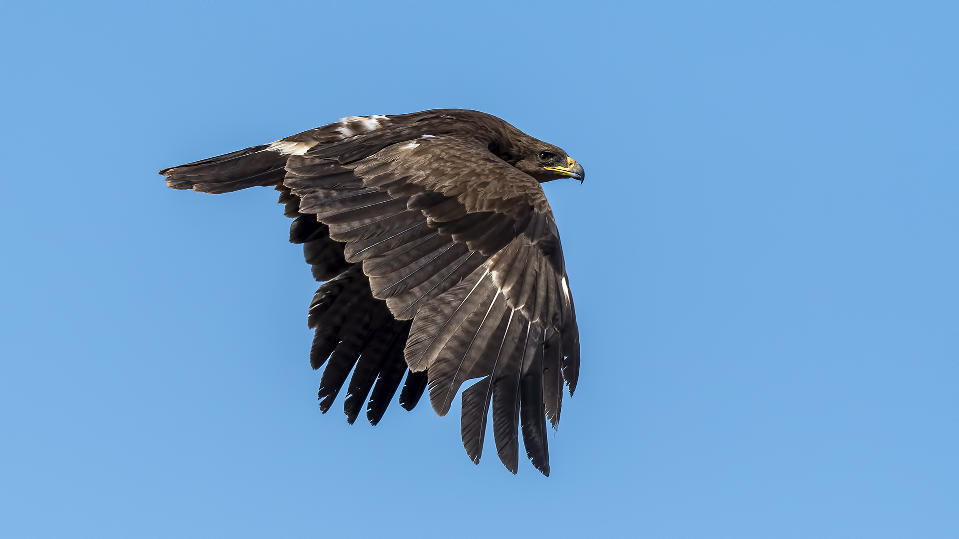 Büyük orman kartalı