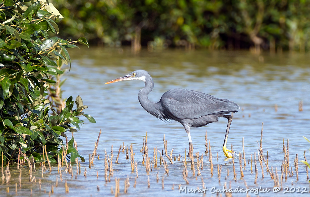 Kıyı balıkçılı