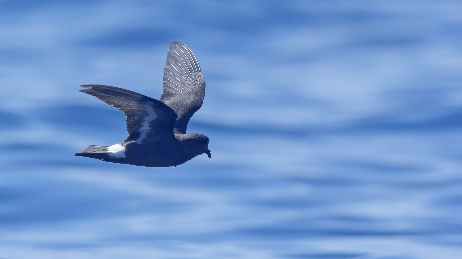 Fırtınakırlangıcı