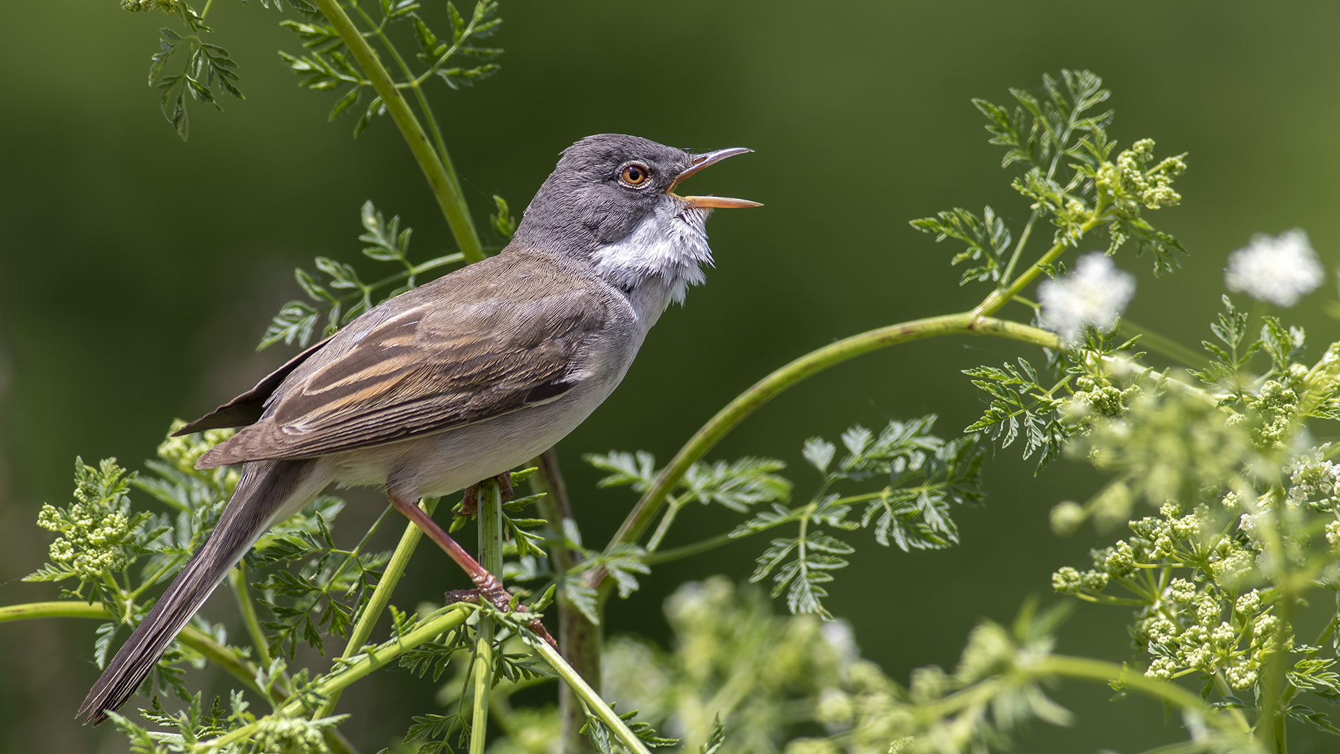 Akgerdanlı ötleğen