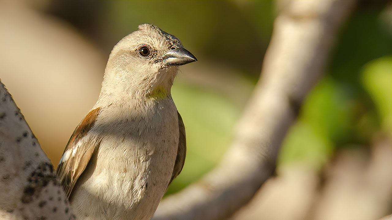 Sarıboğazlı serçe