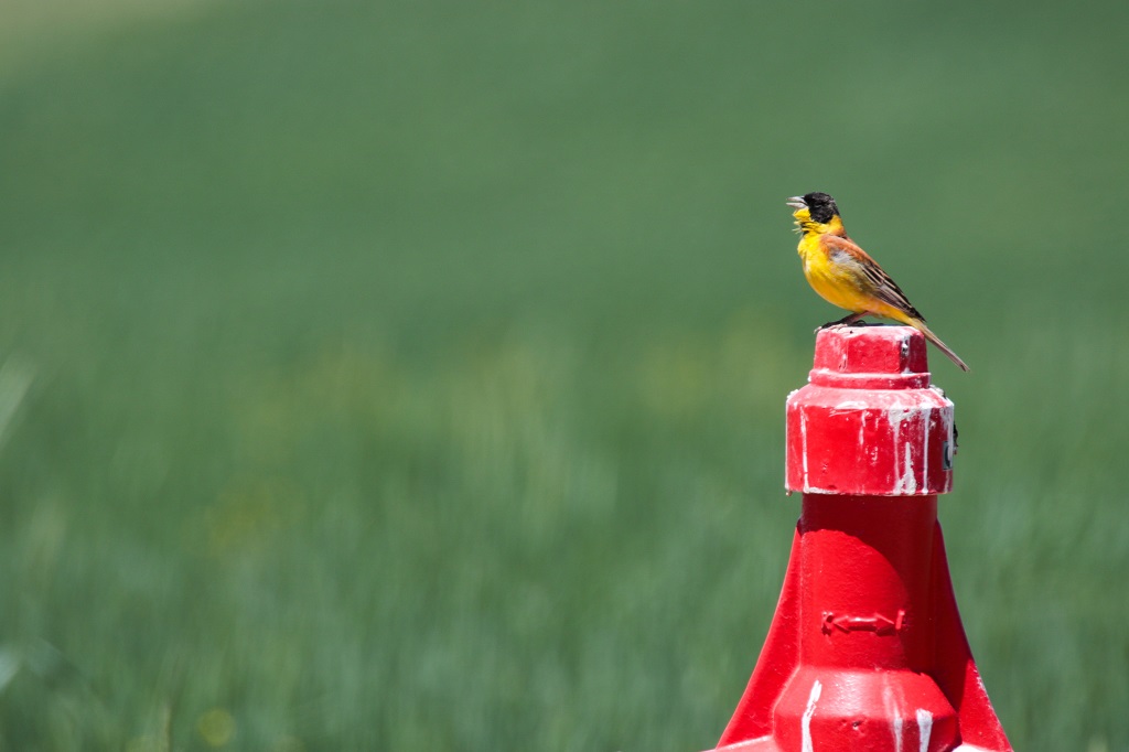 Karabaşlı kirazkuşu