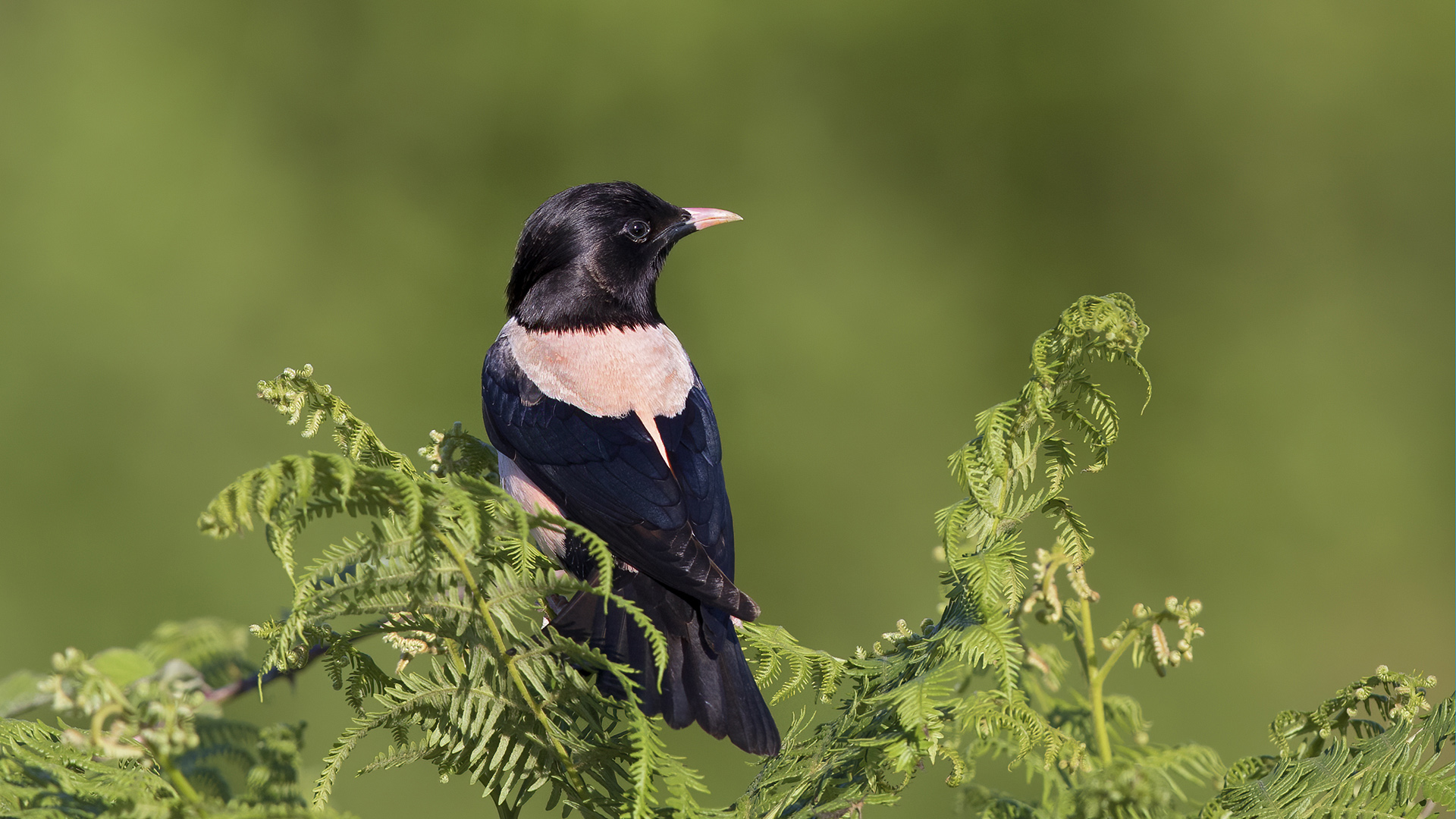 Alasığırcık » Rosy Starling » Pastor roseus