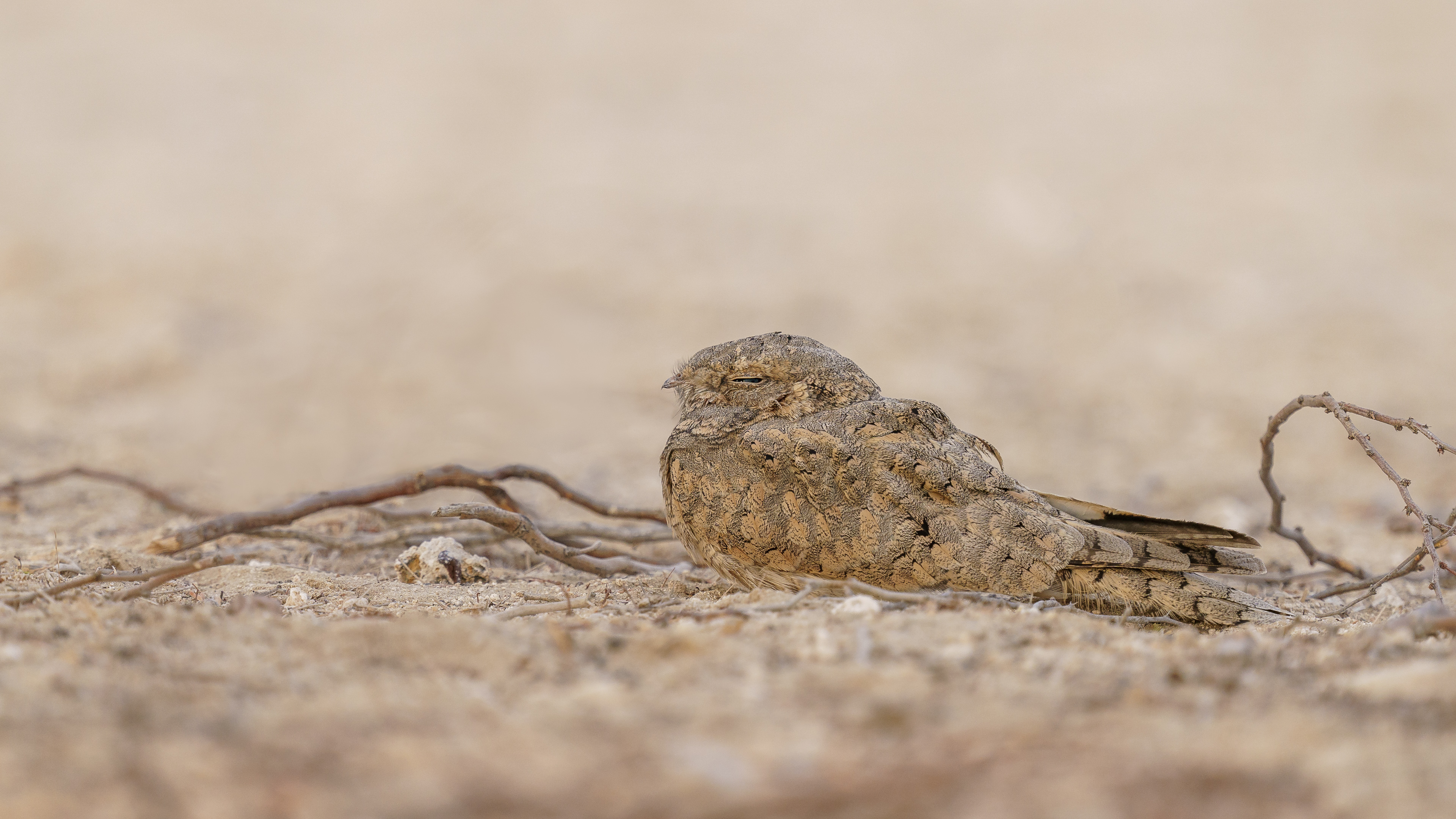 Çöl çobanaldatanı