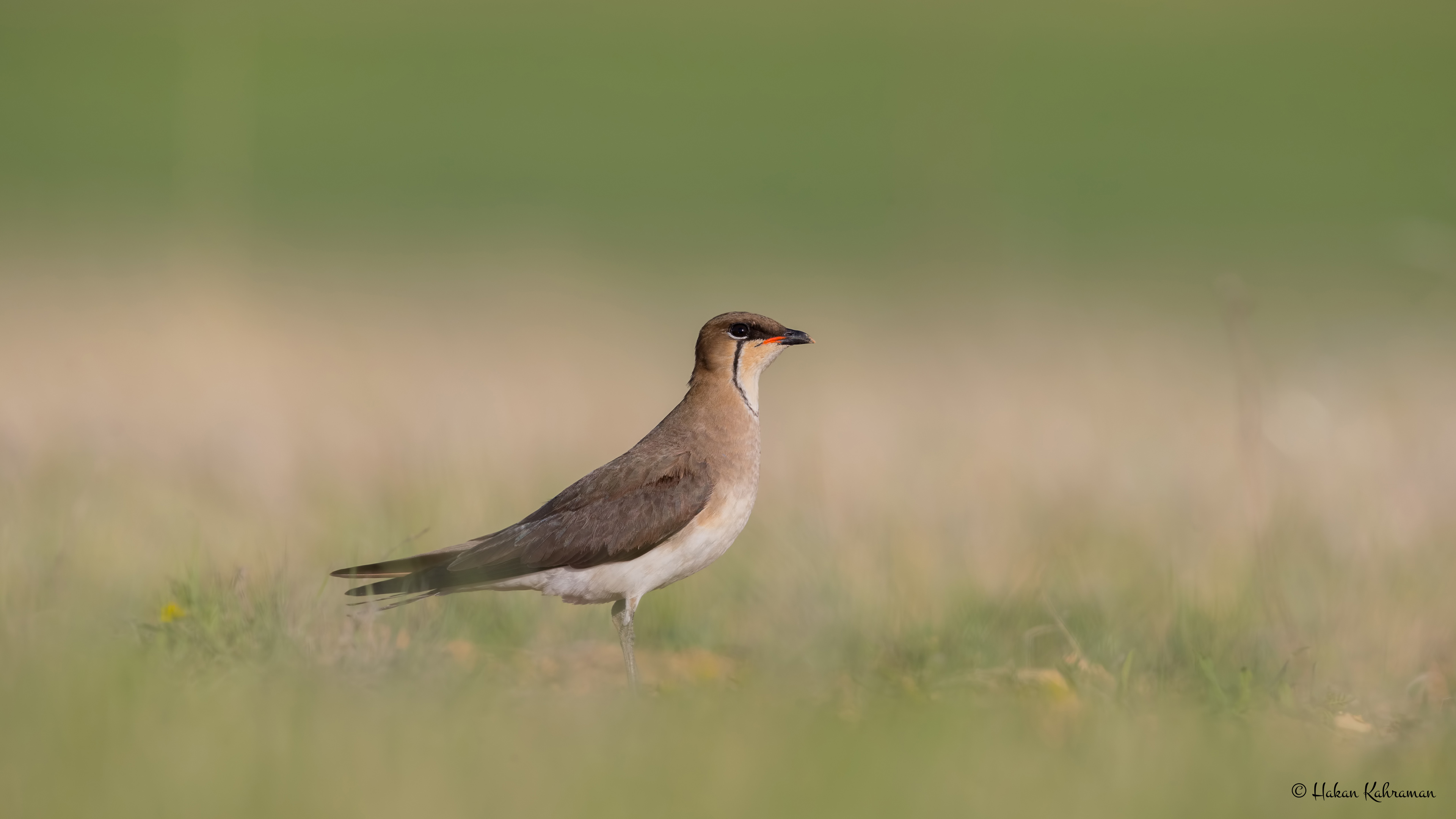 Karakanatlı bataklıkkırlangıcı