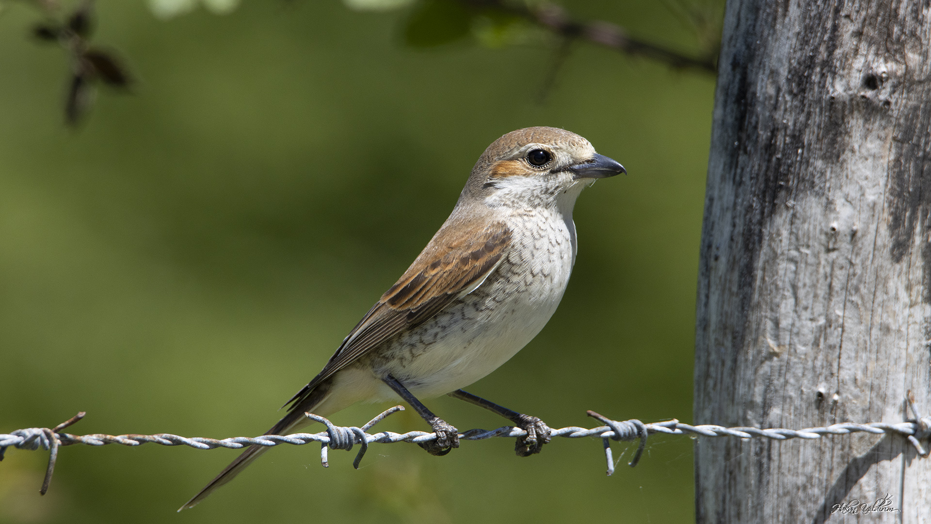 Kızılsırtlı örümcekkuşu