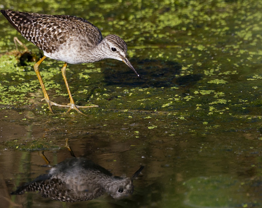 Orman düdükçünü