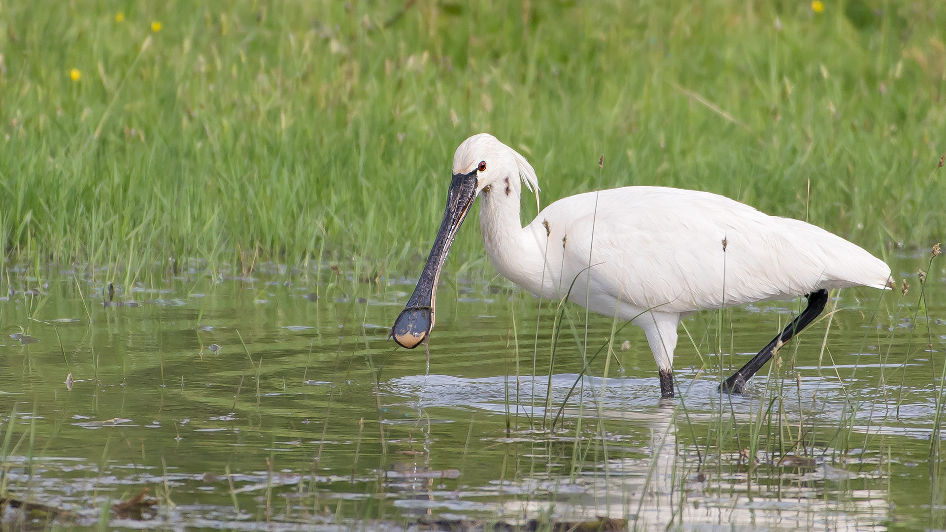 Kaşıkçı » Eurasian Spoonbill » Platalea leucorodia