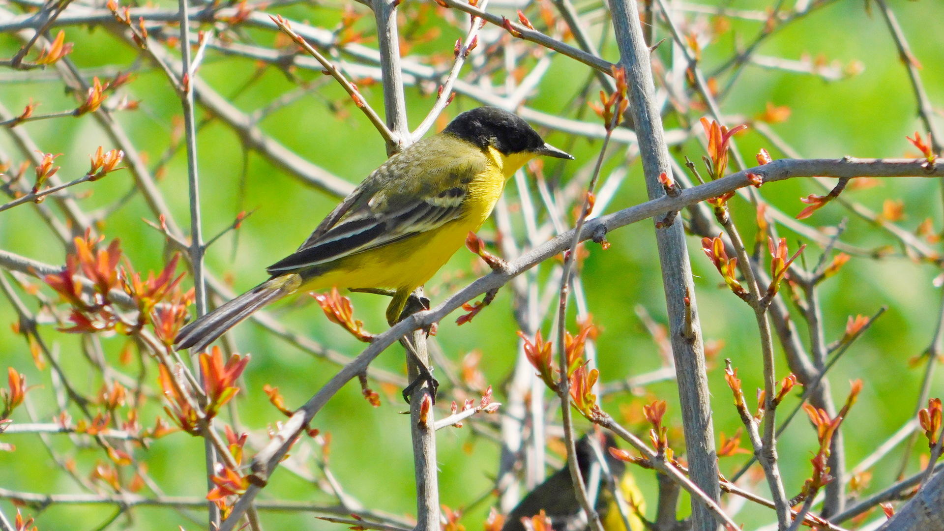 Sarı kuyruksallayan