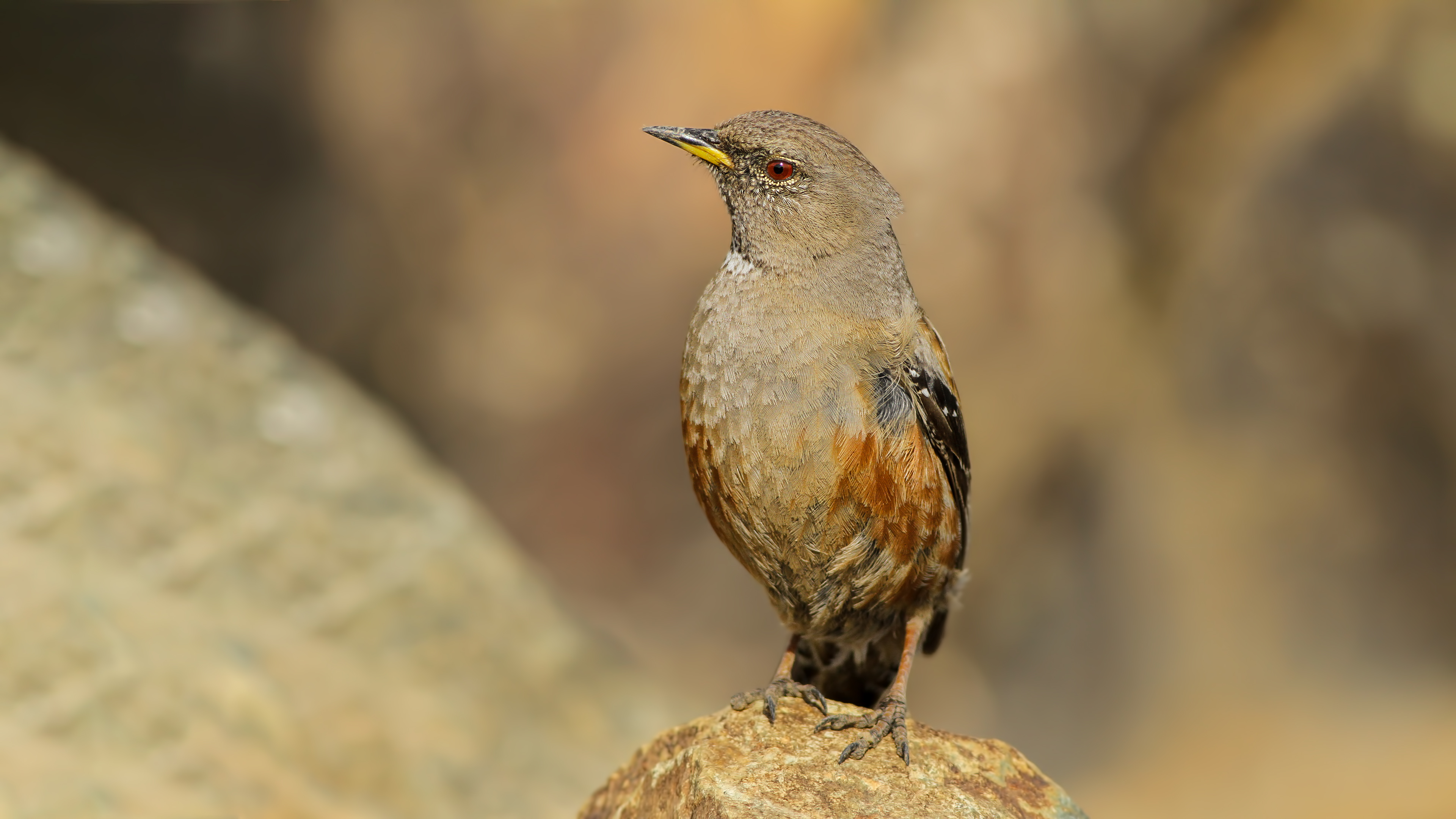 Büyük dağbülbülü