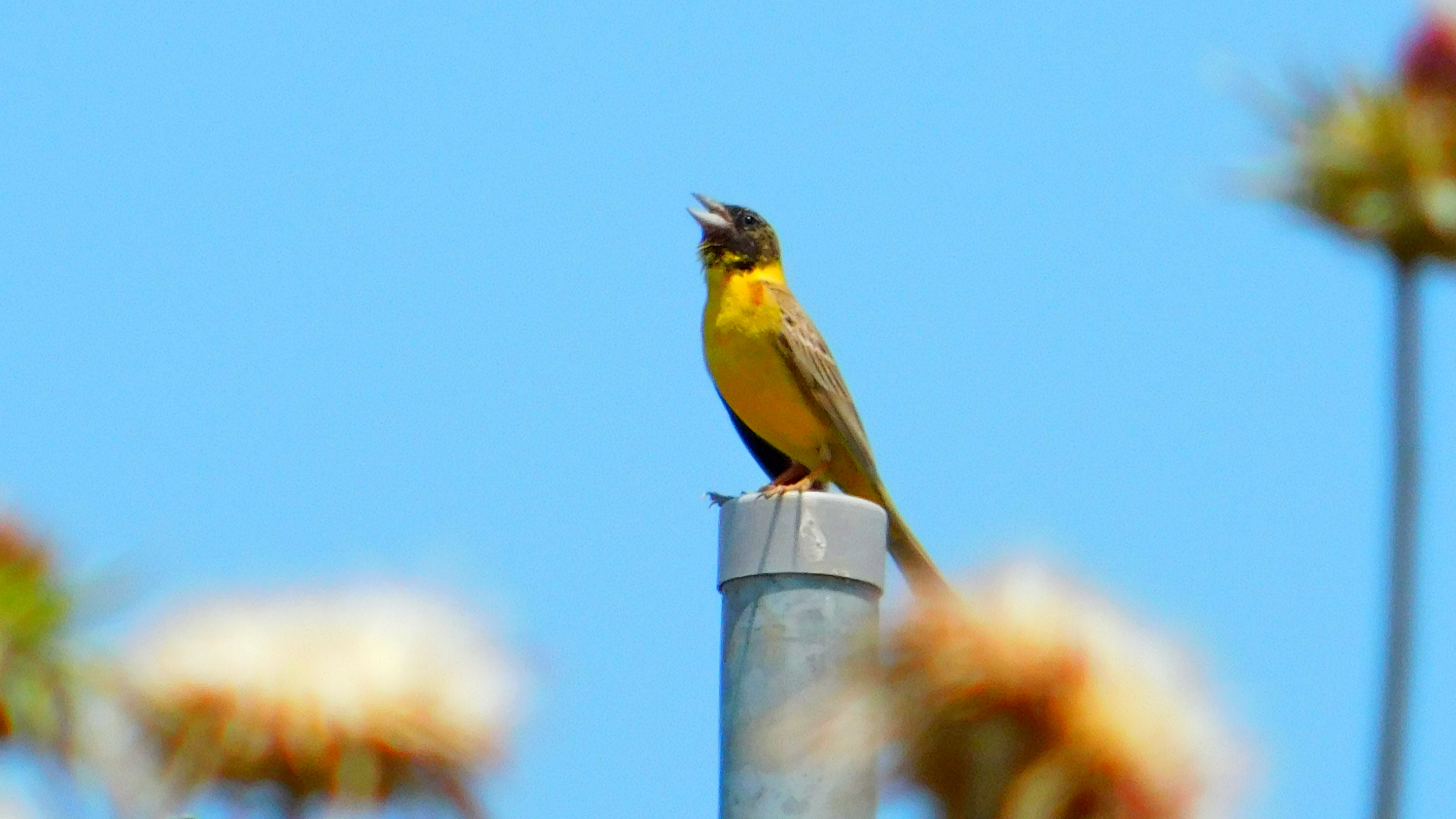 Karabaşlı kirazkuşu