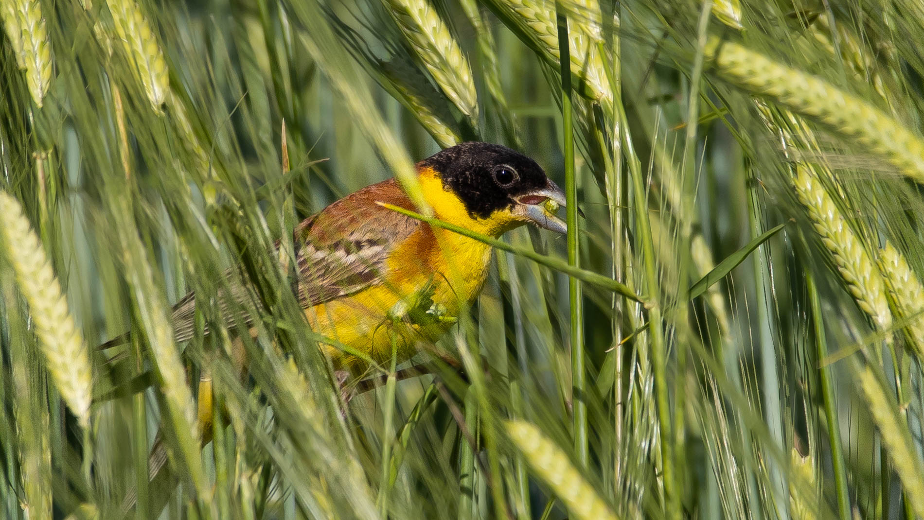 Karabaşlı kirazkuşu