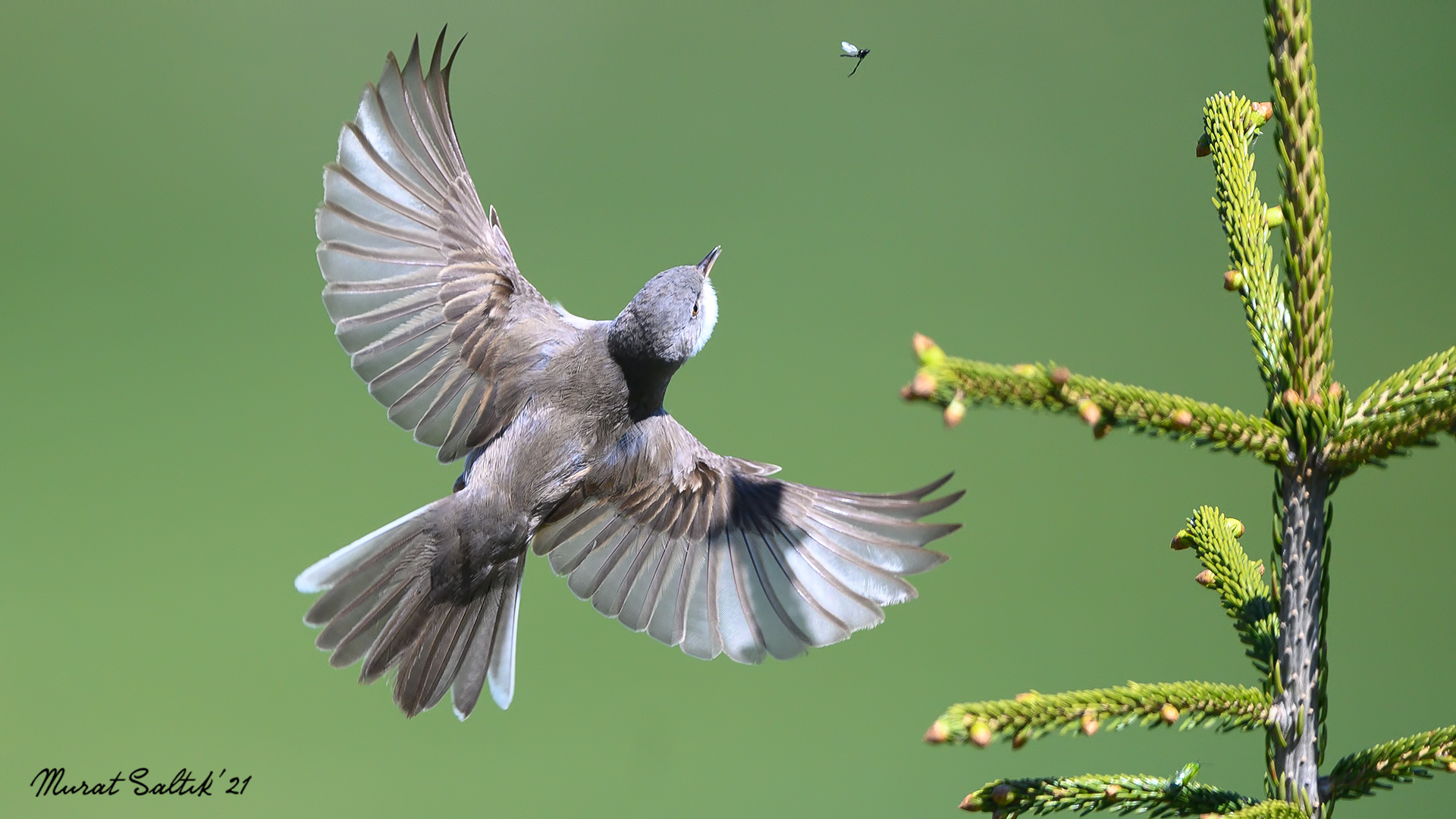 Akgerdanlı ötleğen