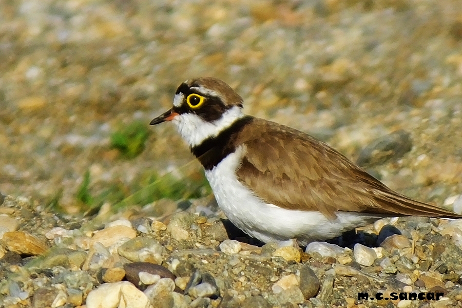 Halkalı küçük cılıbıt