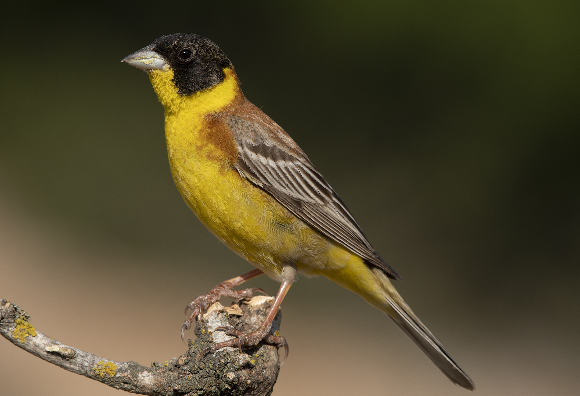 Karabaşlı kirazkuşu