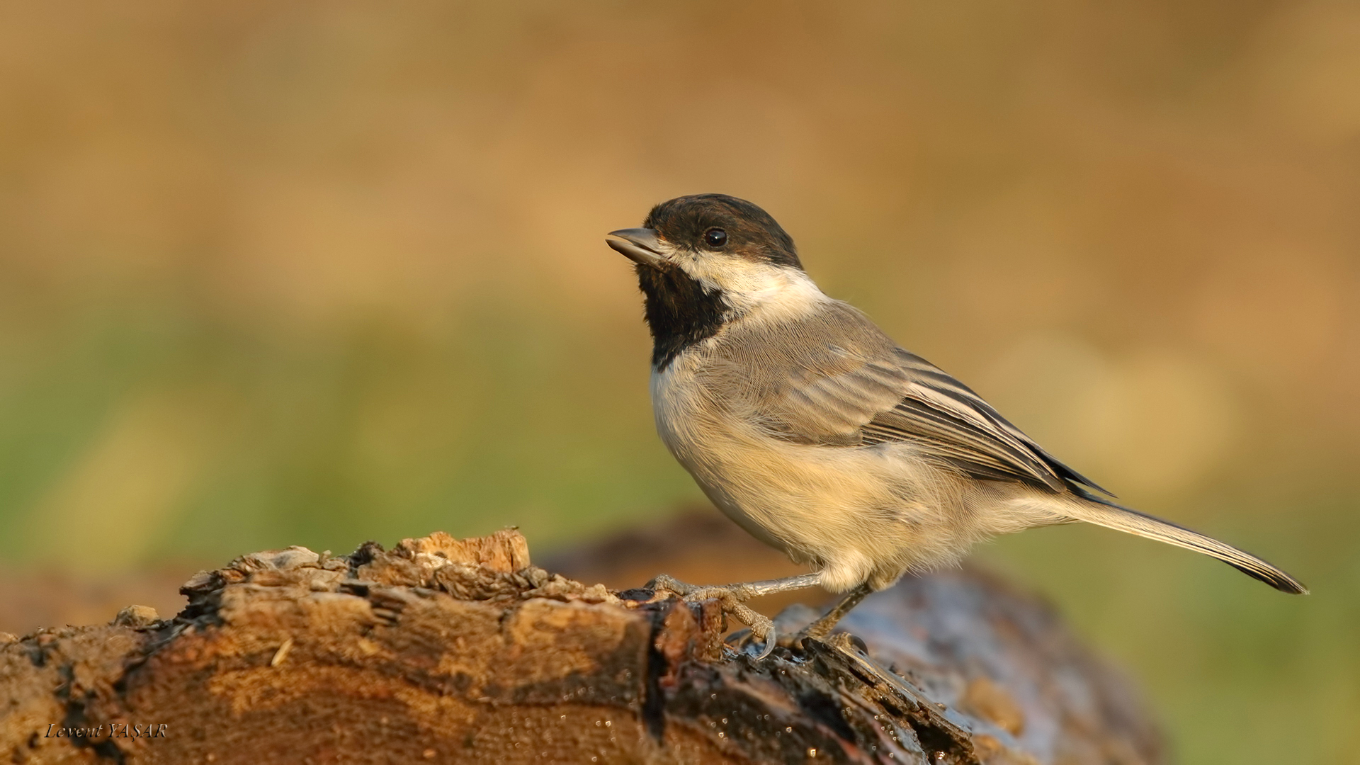 Akyanaklı baştankara