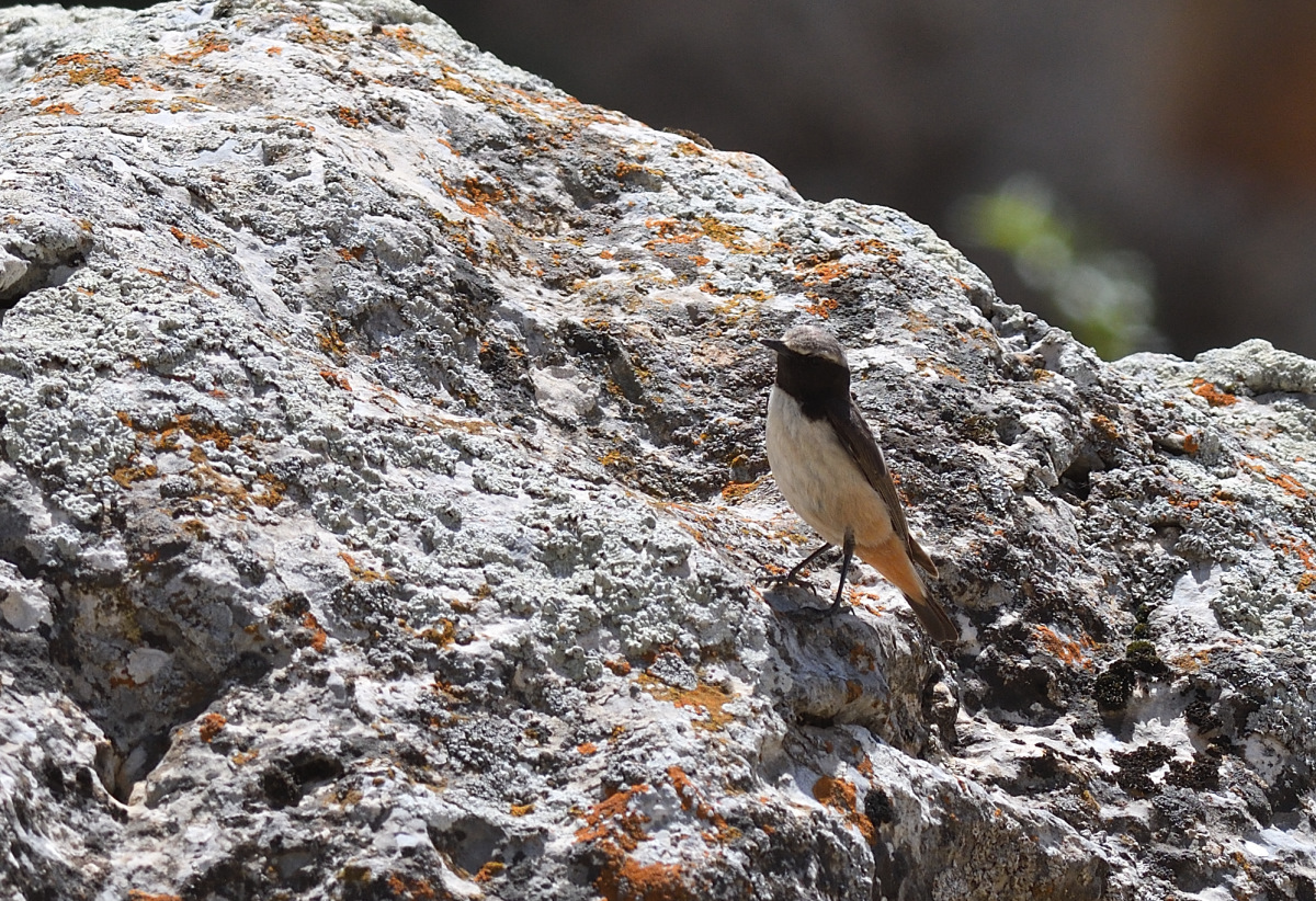 Kızılca kuyrukkakan