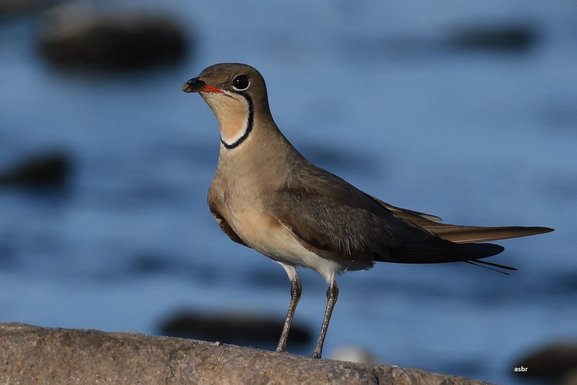 Bataklıkkırlangıcı