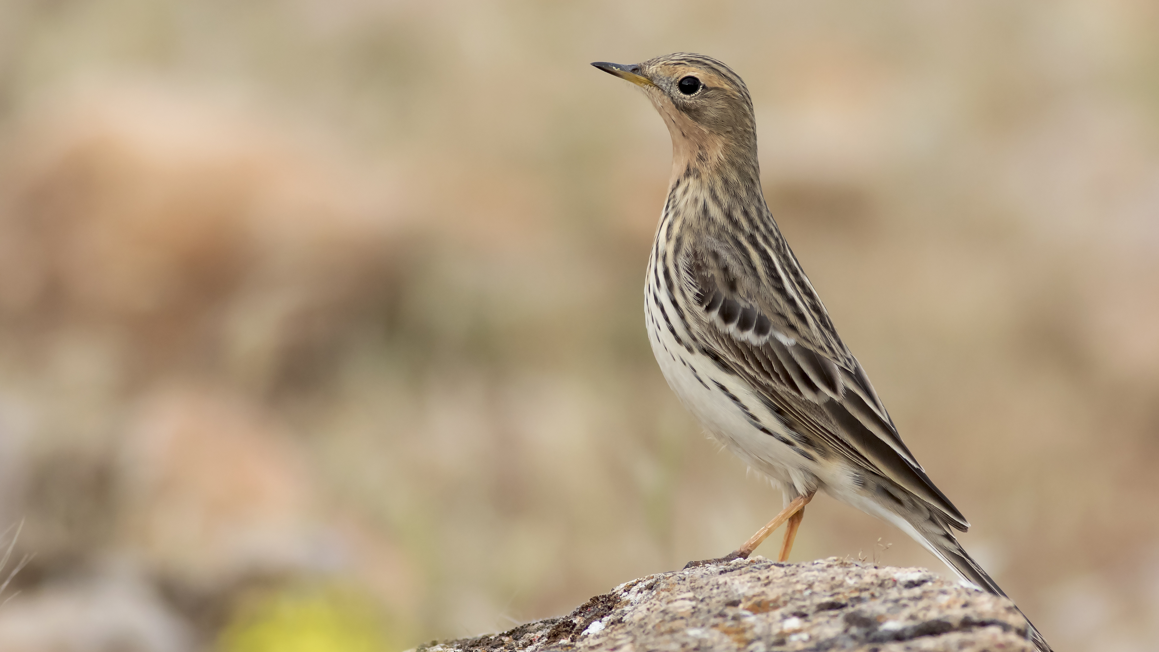 Kızılgerdanlı incirkuşu