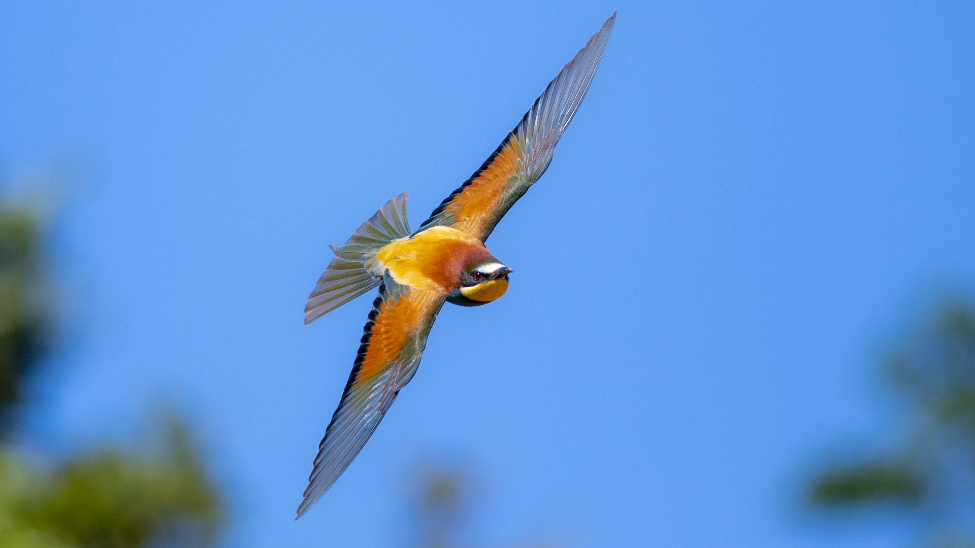 Arıkuşu » European Bee-eater » Merops apiaster