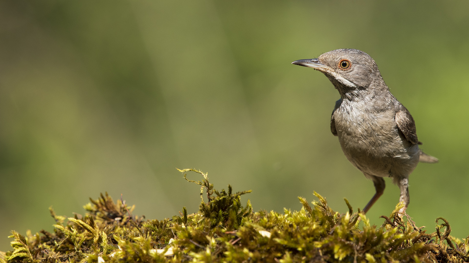 Karaboğazlı ötleğen