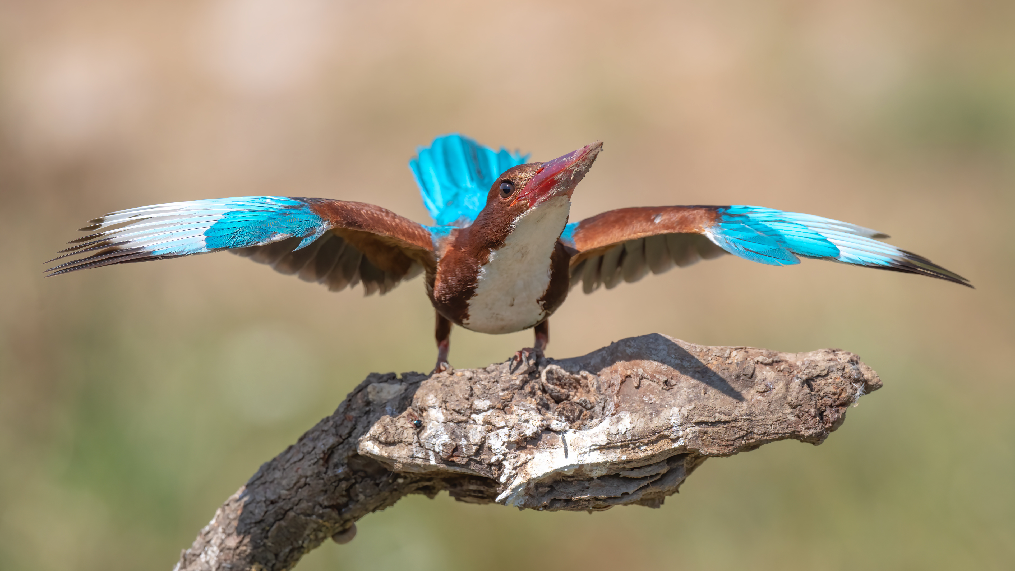 İzmir yalıçapkını