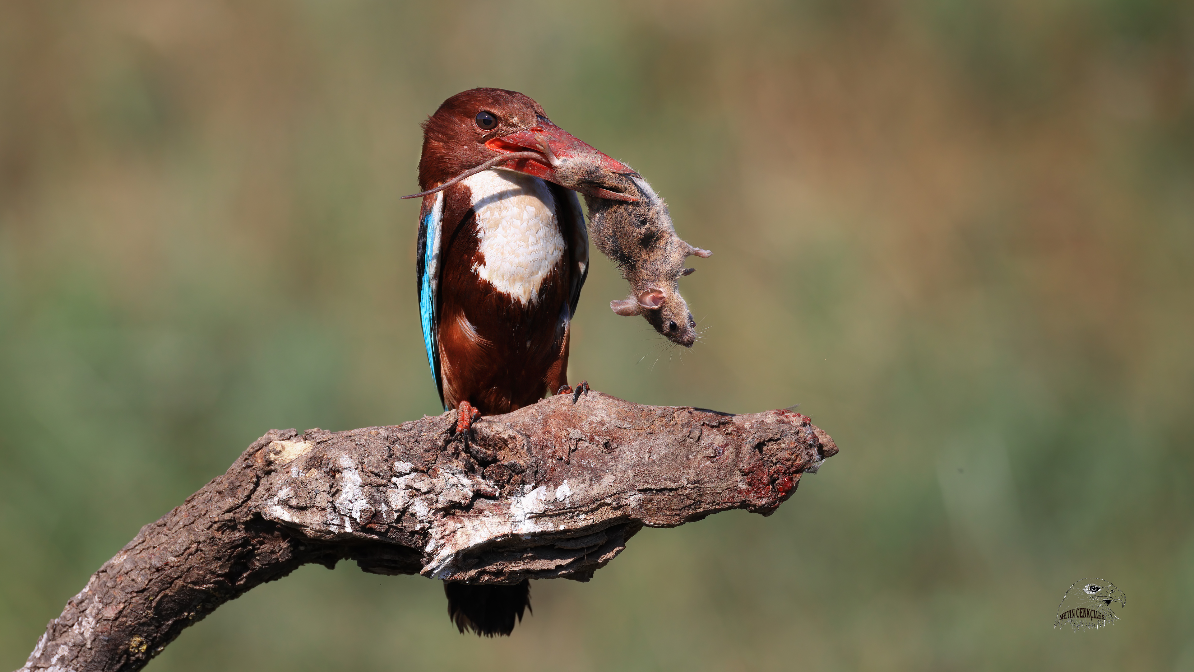 İzmir yalıçapkını