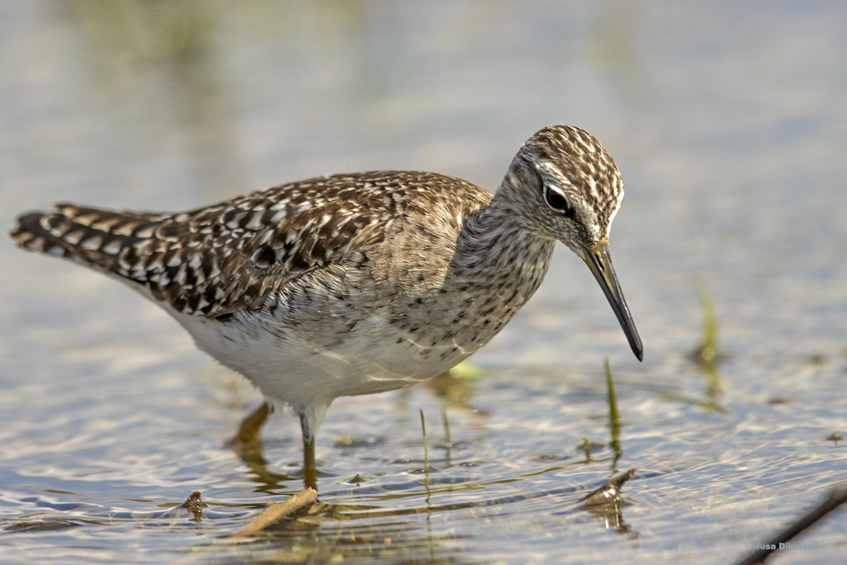 Orman düdükçünü